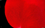petal flower plant Rose flower Rose petal