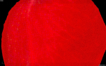 petal flower plant Rose flower Rose petal