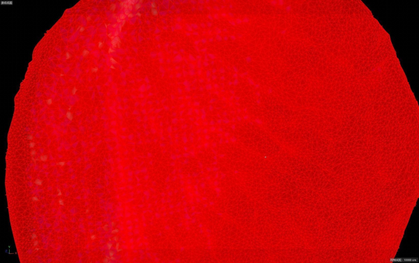 petal flower plant Rose flower Rose petal