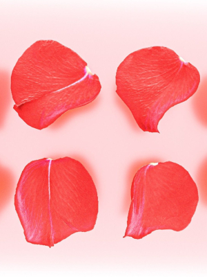 petal flower plant Rose flower Rose petal