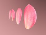 Petals pack