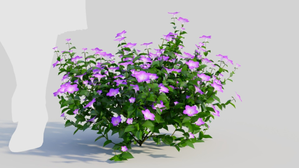 Petunia integrifolia a