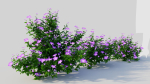Petunia integrifolia a