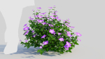 Petunia integrifolia a