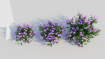 Petunia integrifolia a