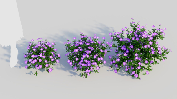 Petunia integrifolia a