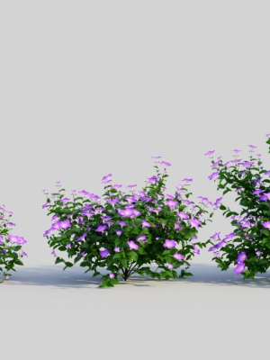 Petunia integrifolia a