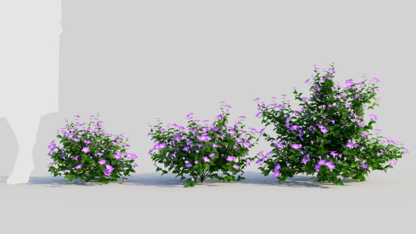 Petunia integrifolia a
