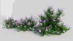 Petunia integrifolia a