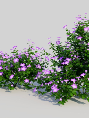 petunia-integrifolia-a-3d-model-c7476ad934