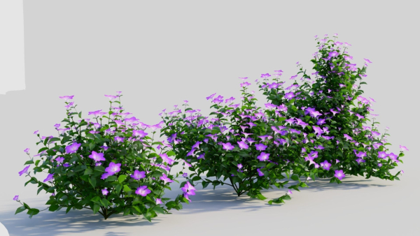 Petunia integrifolia a