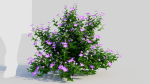 Petunia integrifolia a