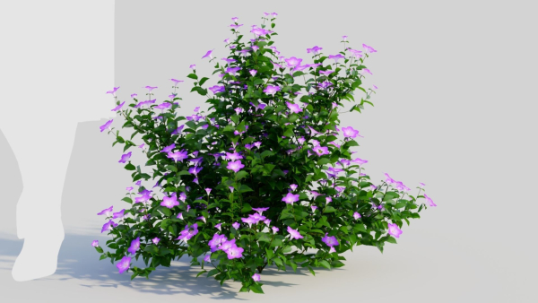Petunia integrifolia a
