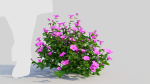 Petunia integrifolia b