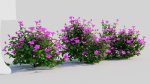 Petunia integrifolia b