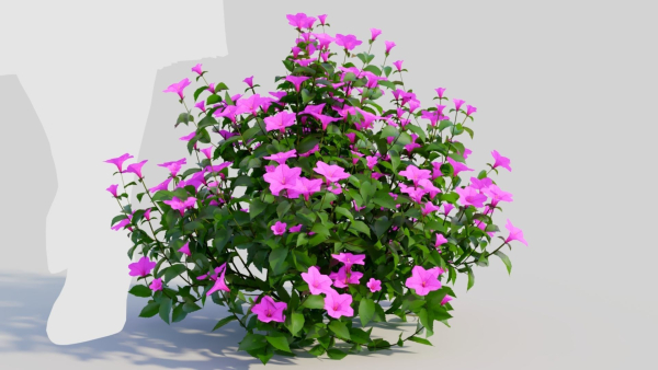 Petunia integrifolia b