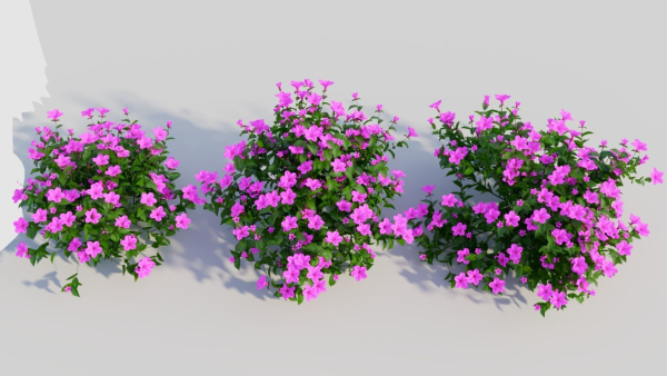 Petunia integrifolia b