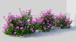 Petunia integrifolia b