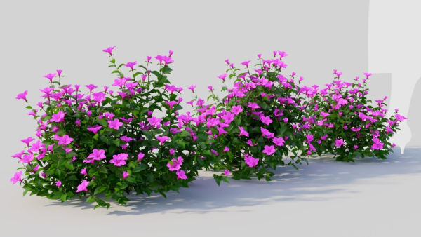 Petunia integrifolia b