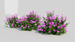 Petunia integrifolia b