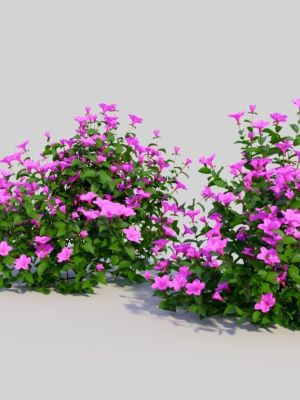 petunia-integrifolia-b-3d-model-f2e9495fbb