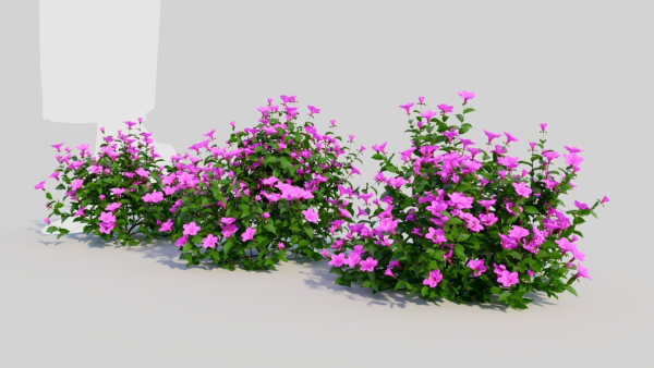 Petunia integrifolia b