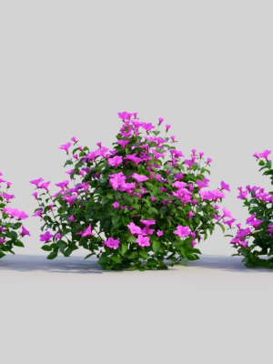Petunia integrifolia b