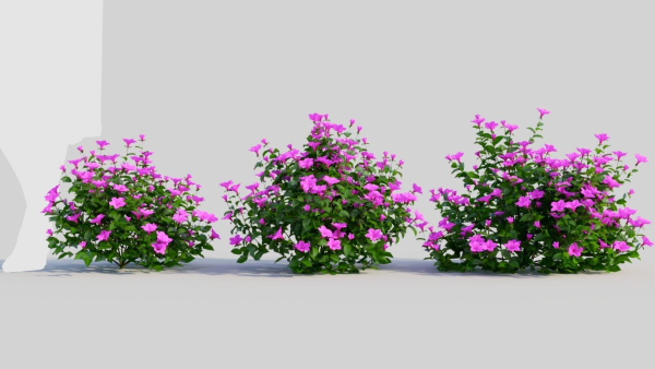 Petunia integrifolia b