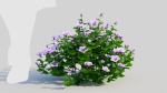 Petunia integrifolia c