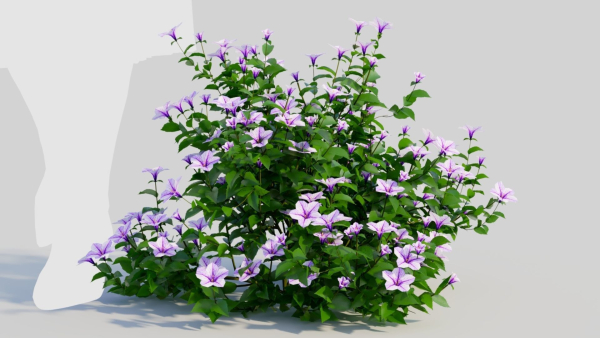 Petunia integrifolia c