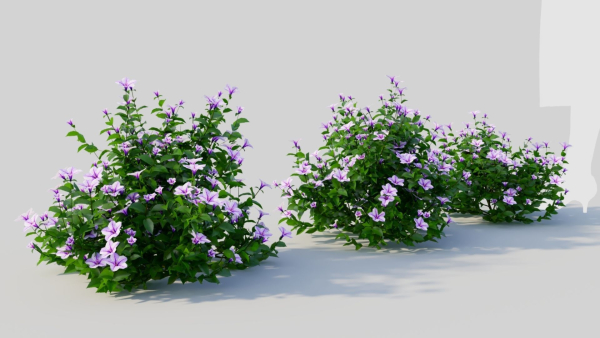 Petunia integrifolia c