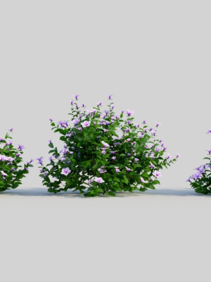 Petunia integrifolia c