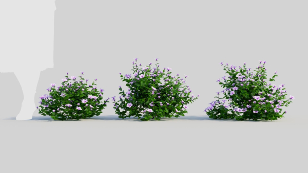 Petunia integrifolia c