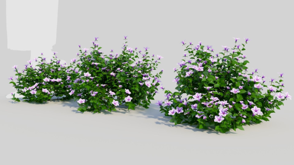 Petunia integrifolia c