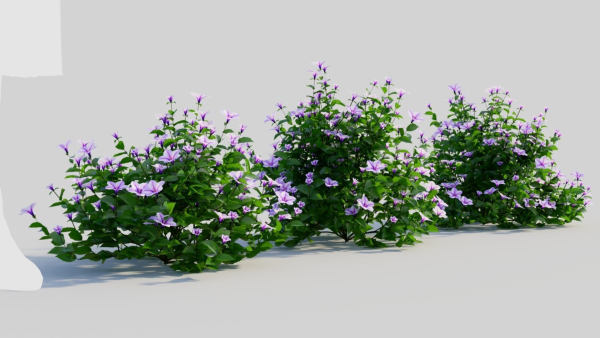 Petunia integrifolia c