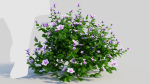 Petunia integrifolia c
