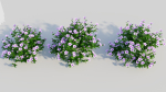 Petunia integrifolia c