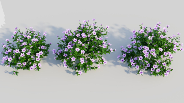 Petunia integrifolia c