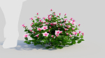 Petunia integrifolia d