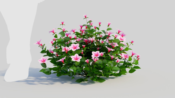 Petunia integrifolia d