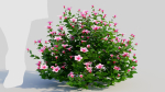 Petunia integrifolia d