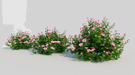 Petunia integrifolia d