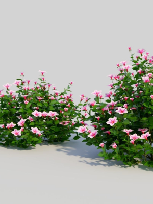 petunia-integrifolia-d-3d-model-8418996b38