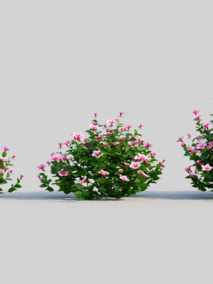 Petunia integrifolia d