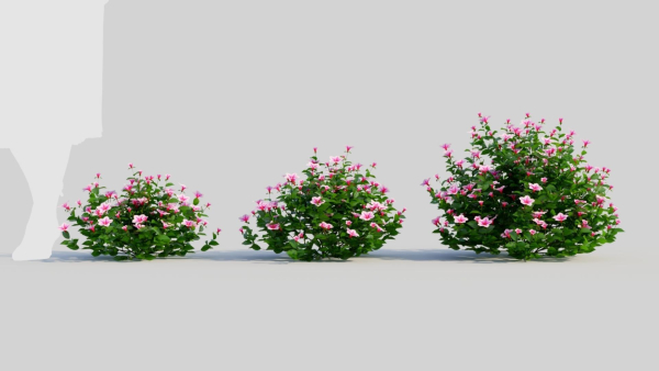 Petunia integrifolia d