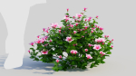 Petunia integrifolia d