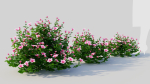 Petunia integrifolia d