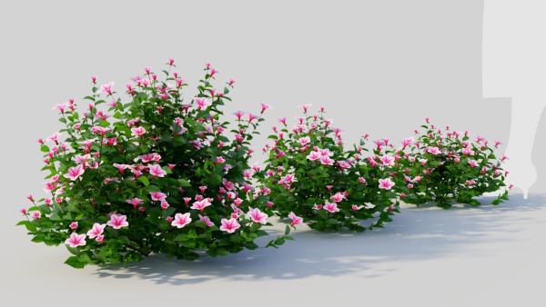 Petunia integrifolia d