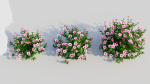 Petunia integrifolia d