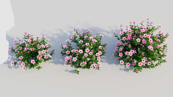 Petunia integrifolia d